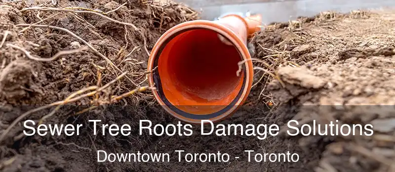  Sewer Tree Roots Damage Solutions Downtown Toronto - Toronto
